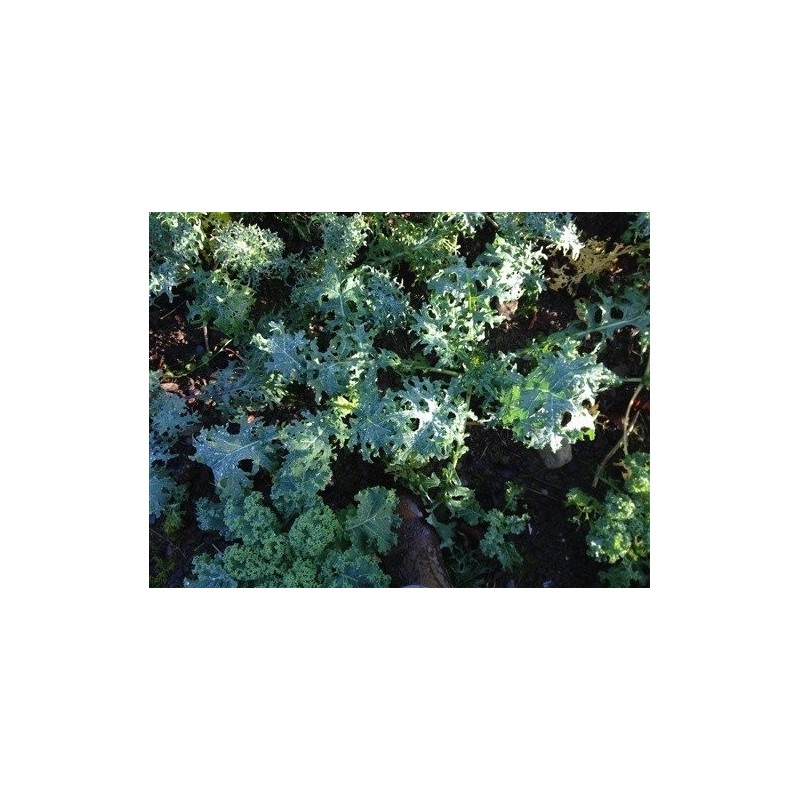 kale tough mother (semillas ecolÃ³gicas)