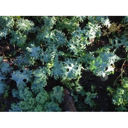 kale tough mother (semillas ecolÃ³gicas)