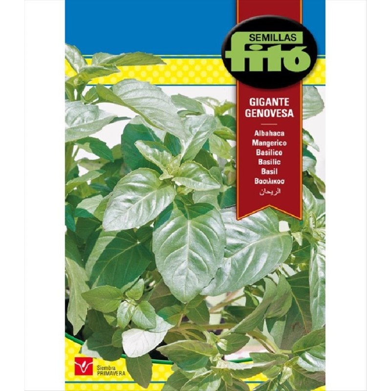 albahaca gigante genovesa