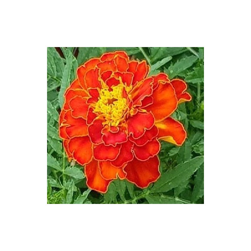 Tagetes bolero - semillas no tratadas