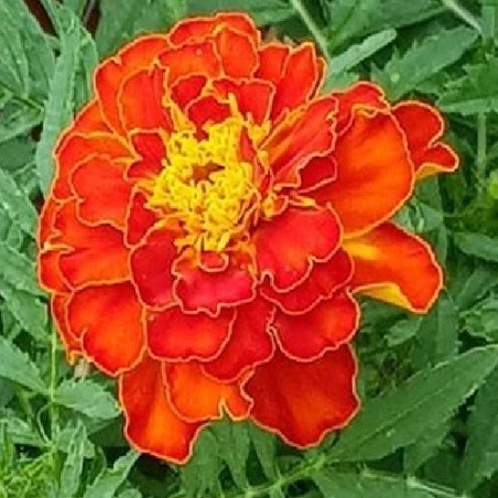 Tagetes bolero - semillas no tratadas