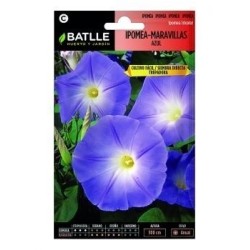 ipomea maravillas azul (Ipomoea tricolor)