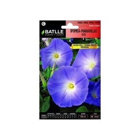 ipomea maravillas azul (Ipomoea tricolor)