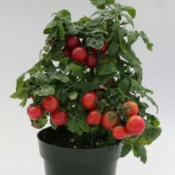 Tomate Sweet & Neat Cherrie Kisses