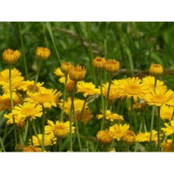margarita amarilla (anthemis tinctoria)