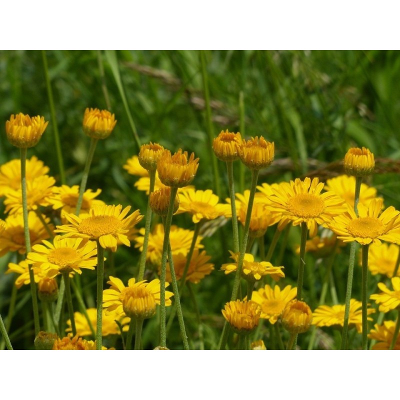 margarita amarilla (anthemis tinctoria)