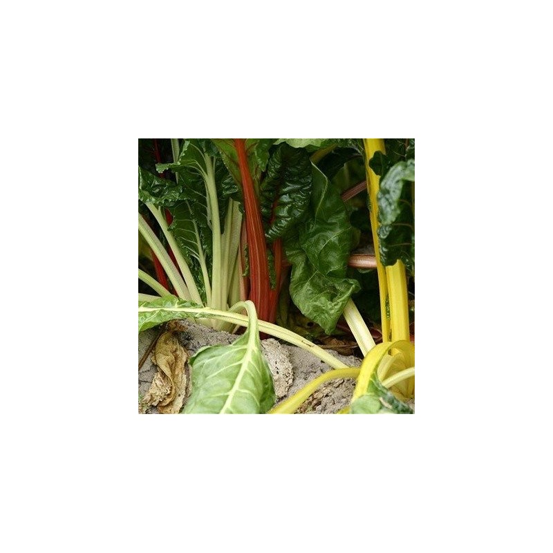 acelga bright lights - semillas ecolÃ³gicas arcoiris