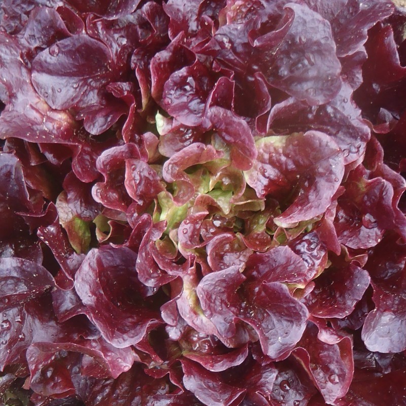 Lechuga Batavia Franzy