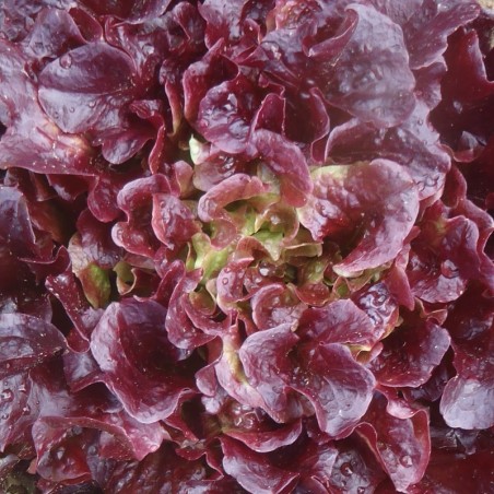 Lechuga Batavia Franzy