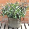 Guindilla pot black
