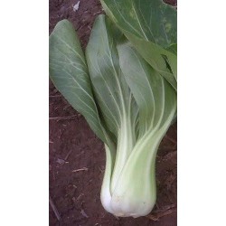 pak choi lunar queen (semillas sin tratamiento)