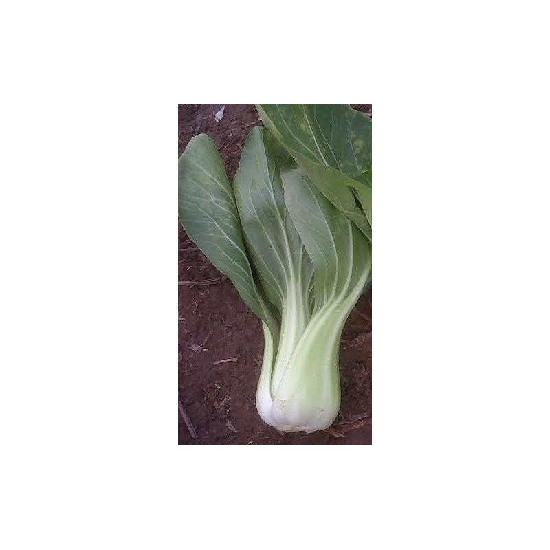 pak choi lunar queen (semillas sin tratamiento)