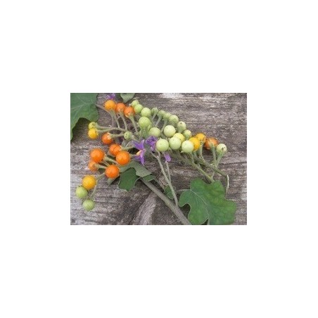 berenjena guisante de Nong Ta Klong (semillas ecolÃ³gicas)