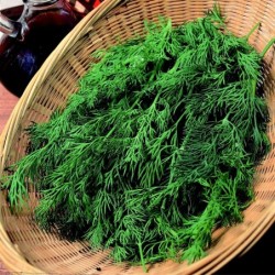 Eneldo Diana (Semillas EcolÃ³gicas)