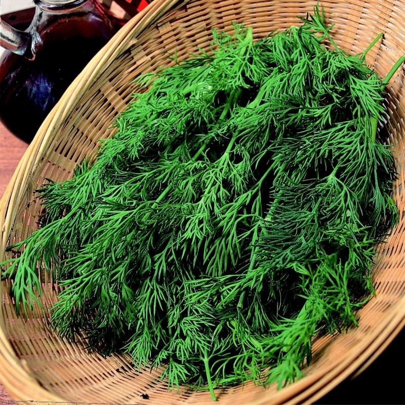 Eneldo Diana (Semillas EcolÃ³gicas)