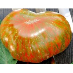tomate berkley tie dye