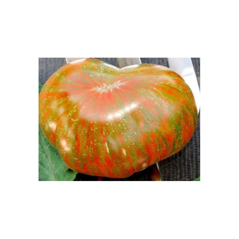 tomate berkley tie dye