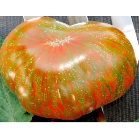 tomate berkley tie dye