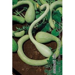 calabaza tromboncino d'albenga - semillas ecolÃ³gicas