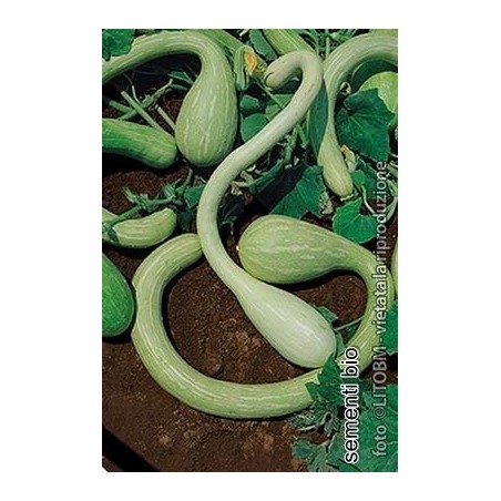 calabaza tromboncino d'albenga - semillas ecolÃ³gicas