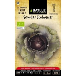 col lombarda cabeza negra 2 - semillas ecolÃ³gicas