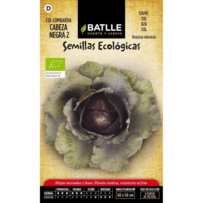 col lombarda cabeza negra 2 - semillas ecolÃ³gicas