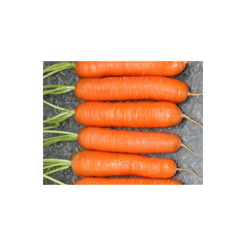 zanahoria nantes 2  (semillas no tratadas)