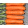zanahoria nantes 2  (semillas no tratadas)