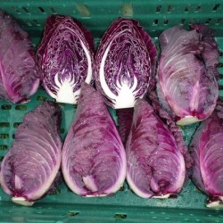 Col F1 Lombarda Roja Picuda