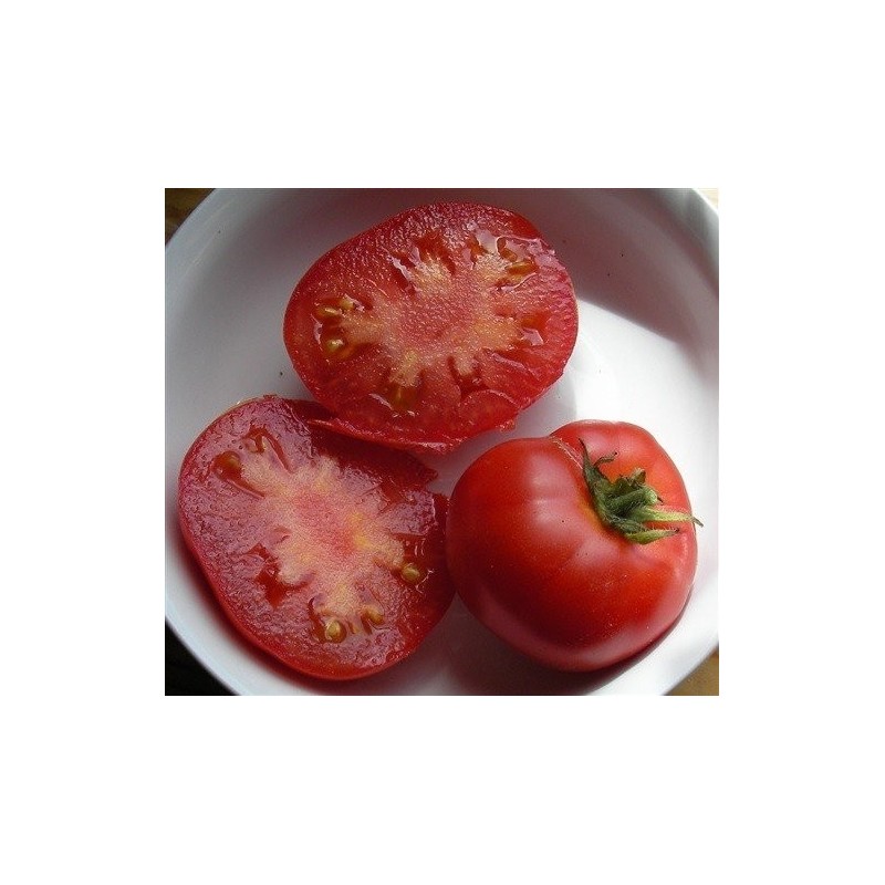 tomate forest fire (semillas ecolÃ³gicas)