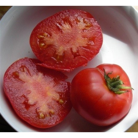 tomate forest fire (semillas ecolÃ³gicas)