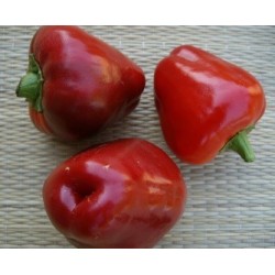 semillas de Ã±ora ecologicas