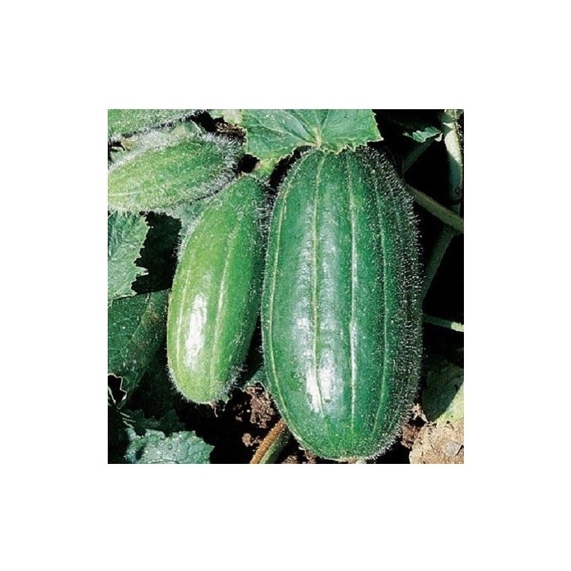 pepino Scopatizzo medio precoz - semillas no tratadas