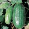 pepino Scopatizzo medio precoz - semillas no tratadas