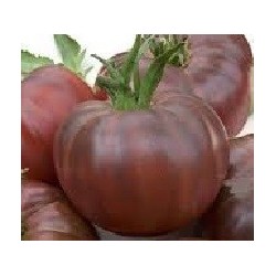 tomate cherry negro ruso (semillas ecolÃ³gicas)