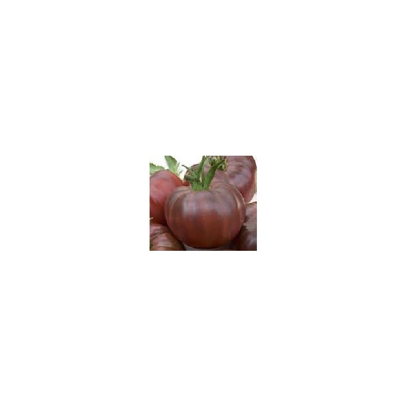 tomate cherry negro ruso (semillas ecolÃ³gicas)