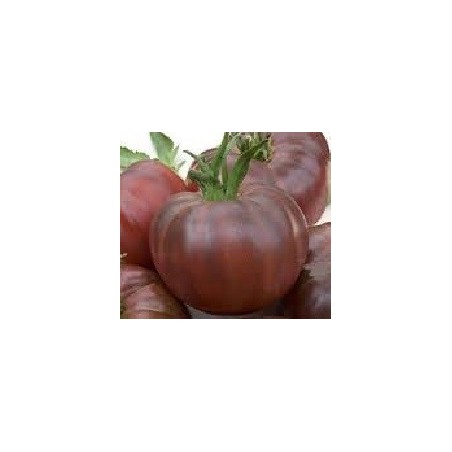 tomate cherry negro ruso (semillas ecolÃ³gicas)