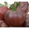 tomate cherry negro ruso (semillas ecolÃ³gicas)