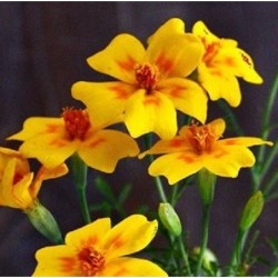 Tagete golden Gem (Tagete tenuifolia) - sin tratamiento