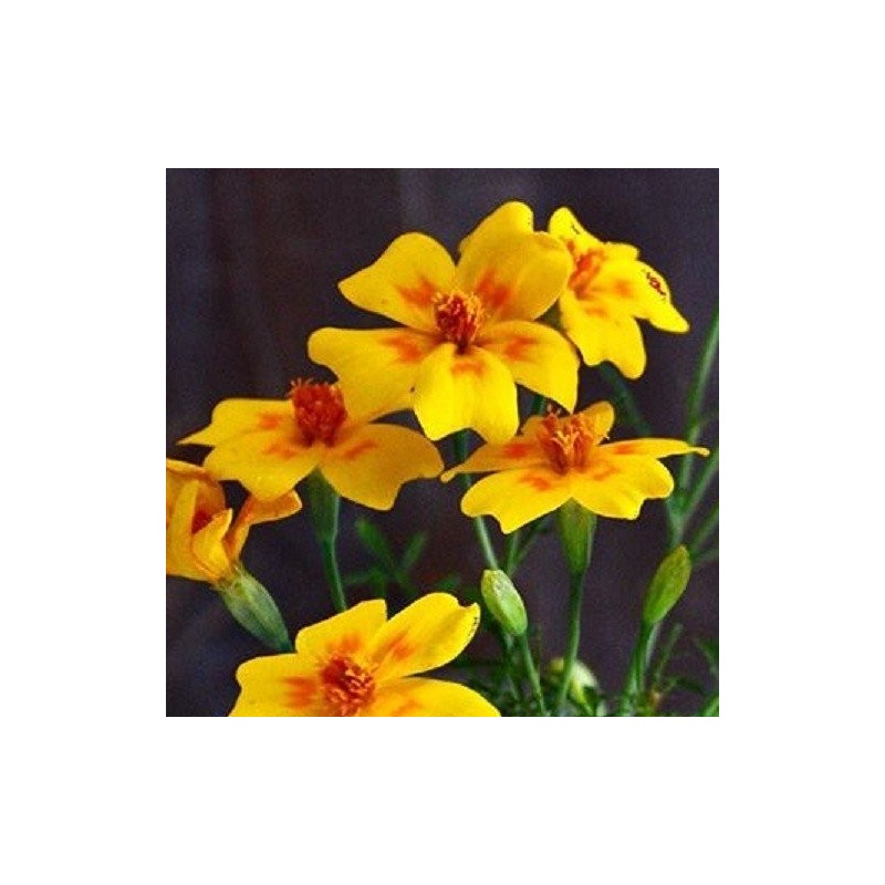 Tagete golden Gem (Tagete tenuifolia) - sin tratamiento