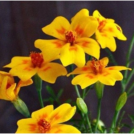 Tagete golden Gem (Tagete tenuifolia) - sin tratamiento