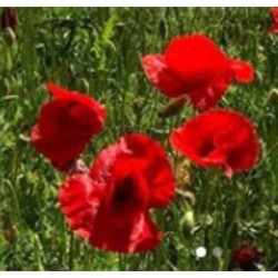 amapola silvestre (Papaver rhoeas) semillas no tratadas