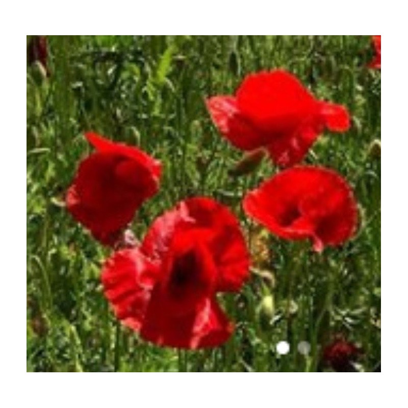 amapola silvestre (Papaver rhoeas) semillas no tratadas