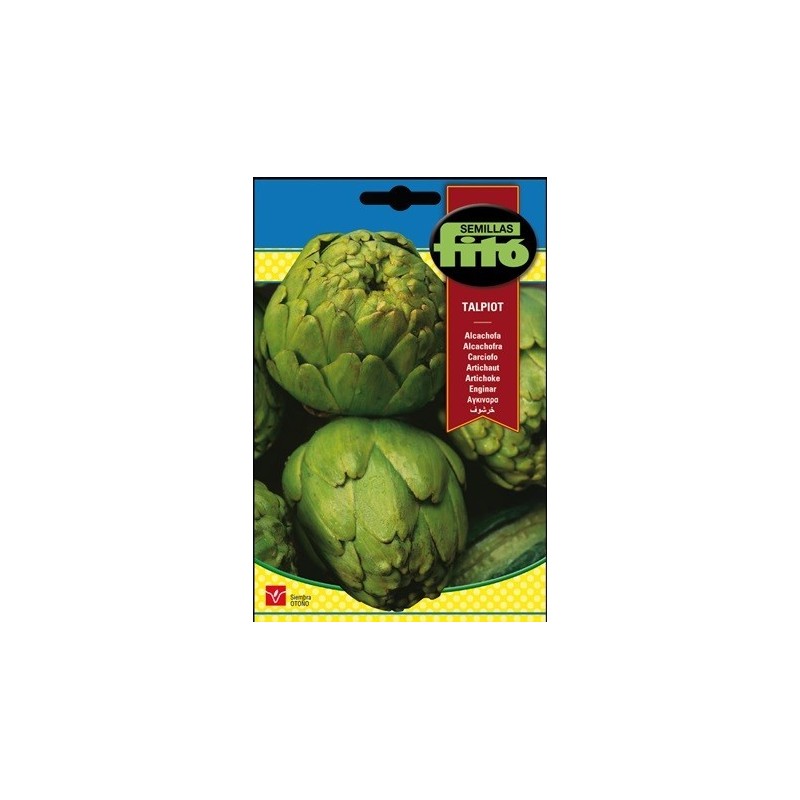 alcachofa Talpiot