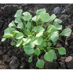 lechuga de los mineros (Claytonia perfoliata) semillas ecolÃ³gicas