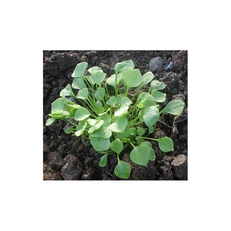 lechuga de los mineros (Claytonia perfoliata) semillas ecolÃ³gicas