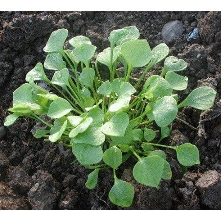 lechuga de los mineros (Claytonia perfoliata) semillas ecolÃ³gicas