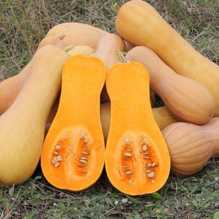 Calabaza Waltham butternut - semillas no tratadas