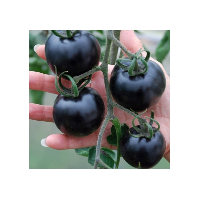 tomate Indigo Rose