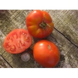 tomate Aurora (semillas ecolÃ³gicas)